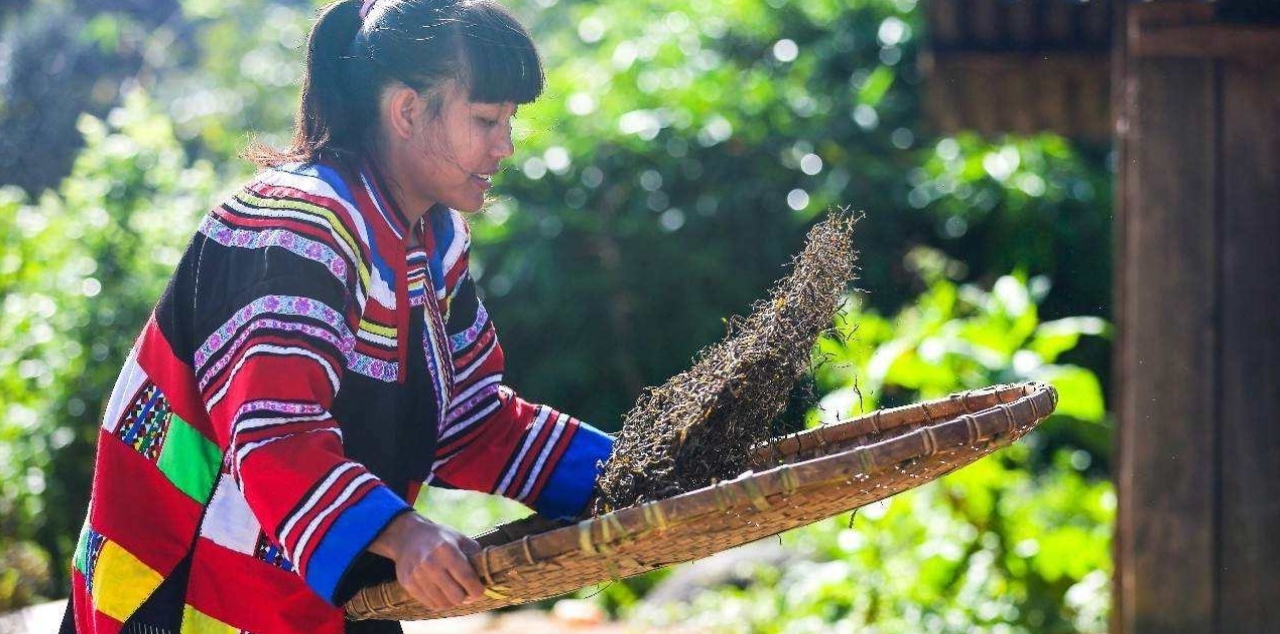 プーアル茶を仕上げる雲南省の女性